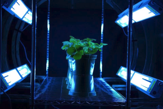 UV Lights for the Horticulture Industry